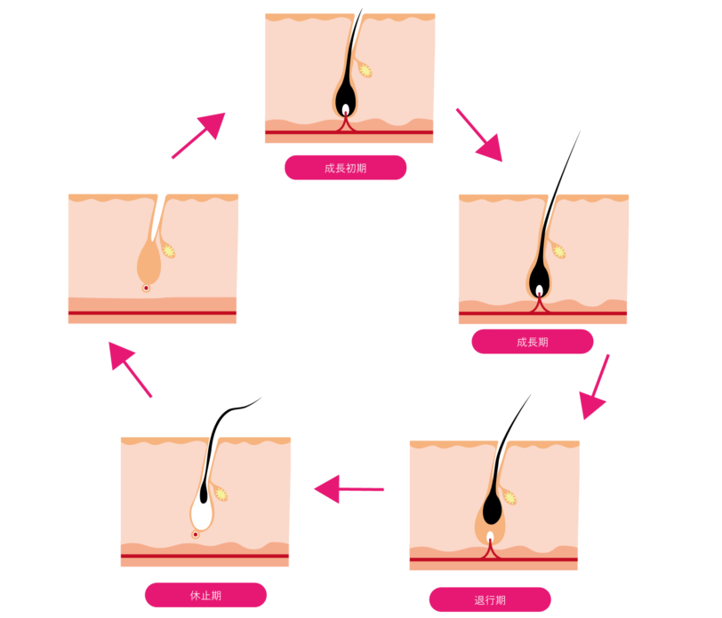 まつげ美容液は伸びる？効果ある？まつげの毛周期説明画像