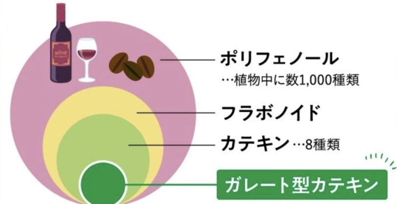 カテキン減脂粒のガレート型カテキンとは？