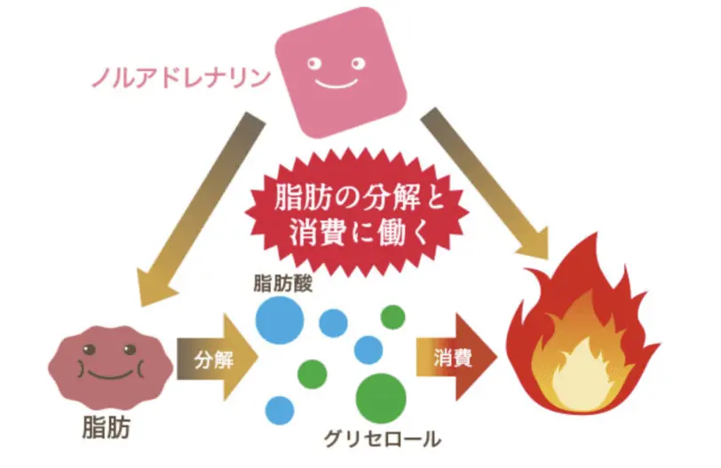 減脂Ginは本当に効果ある？選ばれる理由