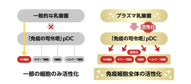 プラズマ乳酸菌が健康な人の免疫維持をサポートするメカニズム