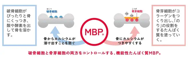 MBP®は「骨をつくる力」をサポート