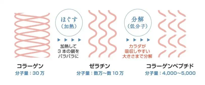 ニッピコラーゲン100は、体に吸収されやすい分子量に分解