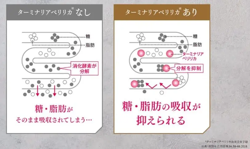 ターミナリアファーストは希少果実のターミナリアベリリカを配合