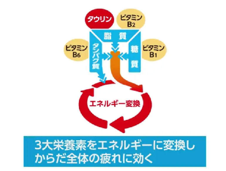 人間に必要な3代栄養素をエネルギーに変えやすくするために、ビタミンBも数種類配合