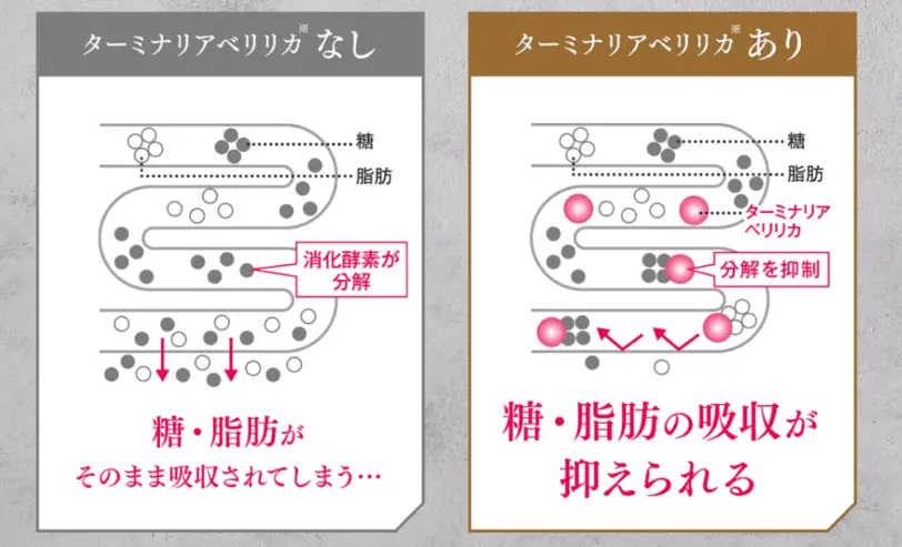 ターミナリアベリリカの仕組み