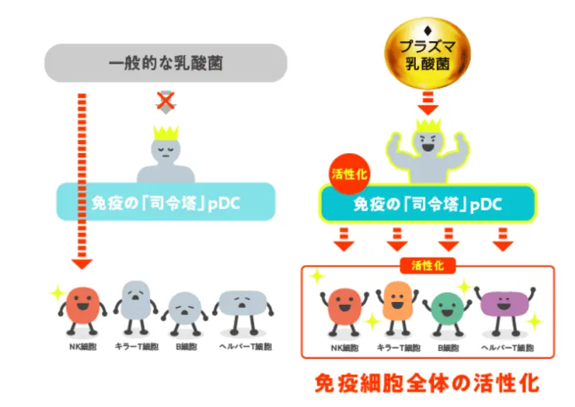 プラズマ乳酸菌と一般的な乳酸菌の違い