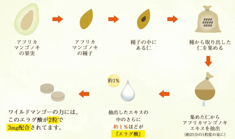 ワイルドマンゴーの力は機能性表示食品で肥満気味の中性脂肪の減少をサポート