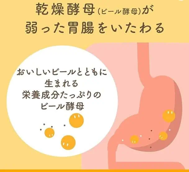 エビオス錠に含まれる乾燥酵母が弱った胃腸をいたわり、腸内環境を整えることでお肌の調子も上げる！