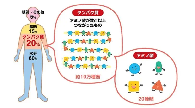 キヨーレオピンの成分②肝臓分解エキスは必須アミノ酸などの栄養素を多く含む