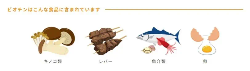 キヨーレオピンの成分④ビオチンはキノコ類・レバー・魚介類・卵に多く含まれるタンパク質の代謝を助ける