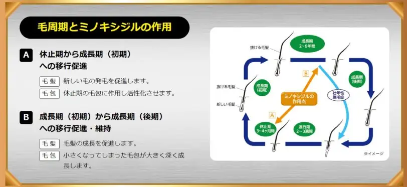 リザレックコーワに含まれるミノキジルの作用と毛周期