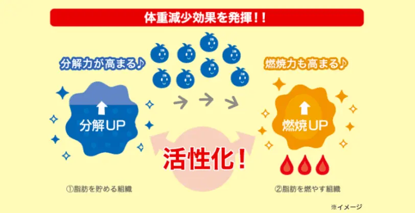 ナイシトールには、お腹の内臓脂肪や皮下脂肪の「分解」と「燃焼」の両方を活性化する作用がある