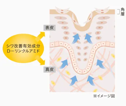 ディセンシアリンクルO/Lコンセントレートはシワ改善有効成分配合