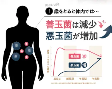 体内では加齢とともに、善玉菌は減少し、悪玉菌は増加する傾向にある