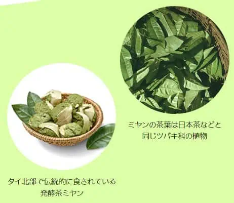 ボディメンテタイ北部で伝統的に食されている発酵茶発見された植物由来の乳酸菌B240