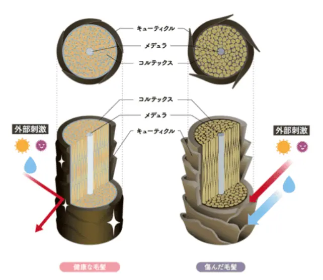 優しい使い心地で、染め上がりが美しい永久*1白髪染め
*1新たに生えてくる白髪には、染色効果はありません。