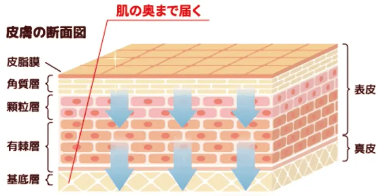 シズカホワイトゲルは角質層だけでなく、それより内側の真皮層にまで届く、有効成分ナイアシンアミドを配合