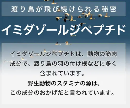 軽やかな歩みの秘訣は、渡り鳥などの筋肉成分であるイミダゾールペプチドを豊富に含むため