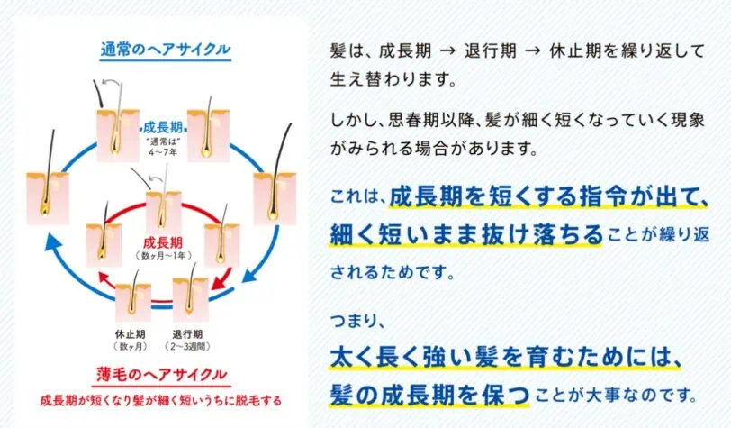 サクセス薬用育毛トニックは髪の成長期を保ち、太く強い髪をはぐくむ